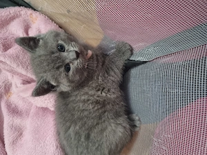 2 Kitten zum Verkaufen 
