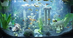 Guppies, Aquarium Zubehör zu verkaufen, gemischtes Geschlecht, gemischte Färbung 