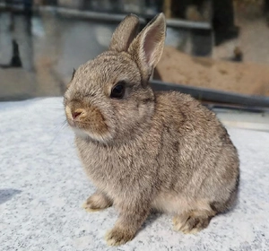 Geimpfte kleinbleibende Farbenzwerg Zwergkaninchen Kaninchen Minizwerge Häsin Rammler Hase Kastrat