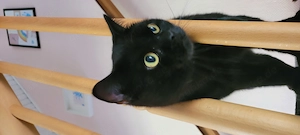 Kater lori sucht ein neues Zuhause 