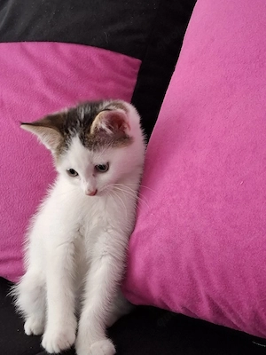 3 süße Kitten am 18.05.2026 geboren 