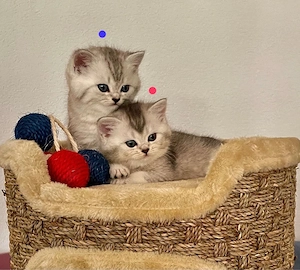 bkh Kitten Bild 2