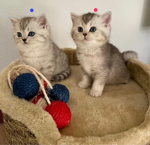 bkh Kitten Bild 4