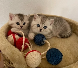 bkh Kitten