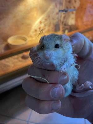 Pärchen Fettschwanzrennmäuse, Duprasias