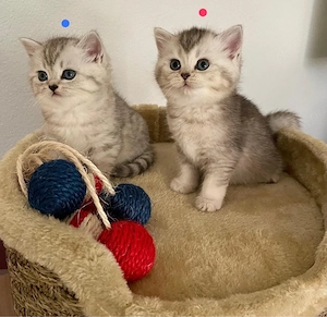 bkh Kitten Bild 3