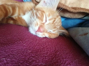 Ab 1.8.26 sind 5 Bengal Mix kitten zu verkaufen  Bild 8