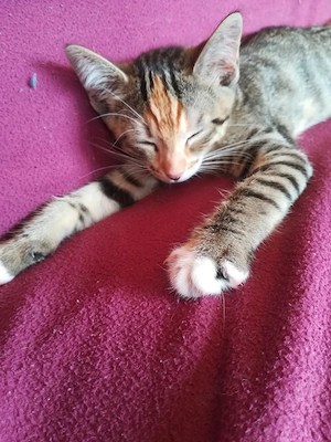 Ab 1.8.26 sind 5 Bengal Mix kitten zu verkaufen  Bild 9