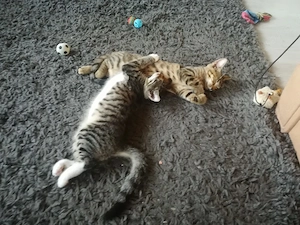 Ab 1.8.26 sind 5 Bengal Mix kitten zu verkaufen  Bild 10
