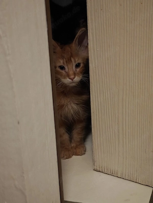 Mainecoon (Red Tabby) Kater 
