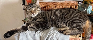 Mia 1 Jahr alt sucht ein Zuhause 
