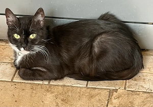 Maja sucht ein neues Zuhause 