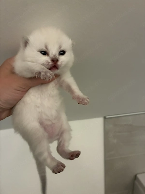 Wunderschöne reinrassige Bkh Kitten  Bild 7