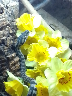 Teppichpython  Morelia spilota variegata  Bild 2