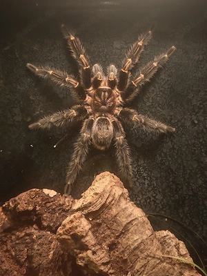 RH Zucht 1.0 Grammostola pulchripes