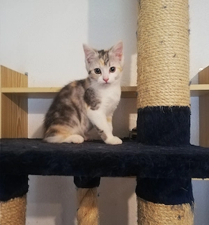 Perser - Mix Kitten