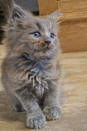 Maine Coon Kitten 