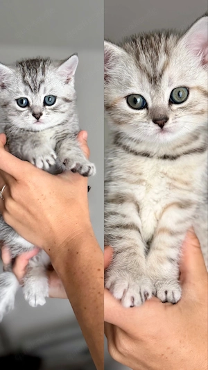 Zwei liebevolle Britisch Kurzhaar Mix Kitten suchen ihr Für-immer-Zuhause 