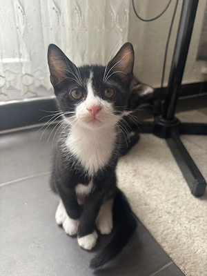 3 Katzenbaybs zuverschenken