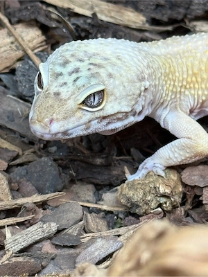 Super Hypo Tangerine BN het Tremper Albino Männchen  Leopardgecko 