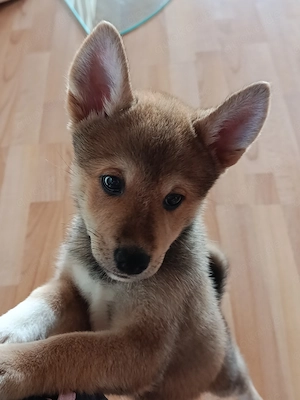Shiba Inu mix