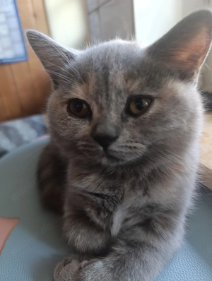 BKH   Katzen 1 Mädchen ist  frei sofort abholung