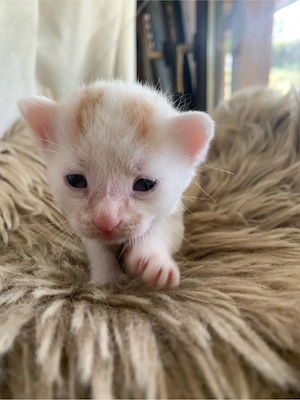 katzen babys kitten - abgabe erst ab oktober!