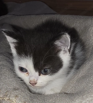 Dringend Fundkatze+2 Kitten