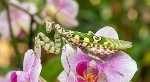Creobroter Gemmatus Asiatische Blütenmantis L1-L2 