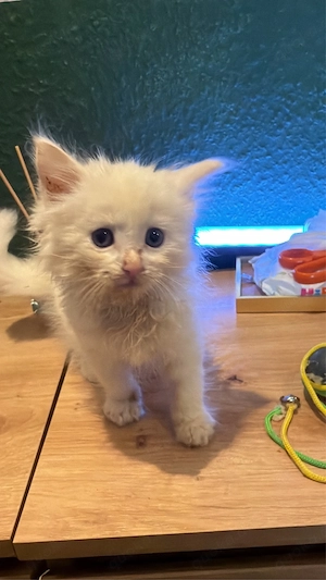 maine coon siam ragdoll mixe 