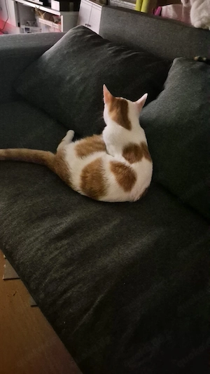 kater rot weiss