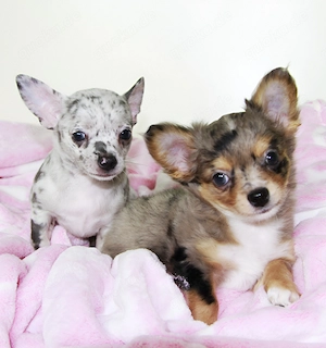 Chihuahua Welpen Hündin in Merle in Kurzhaar und Langhaar