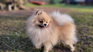 Pomeranian Rüde 5 Jahre alt 
