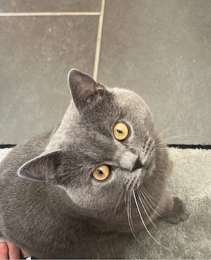 Verkaufe Eine Britische Kurzhaar Katze