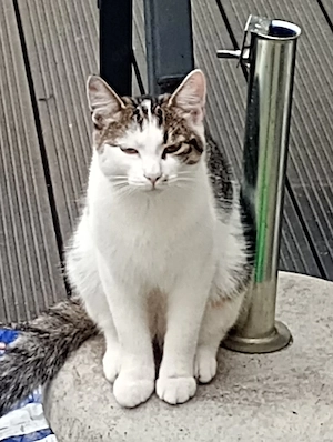Platon, EKH ,16 Monate, braucht dringend ein neues Zuhause 