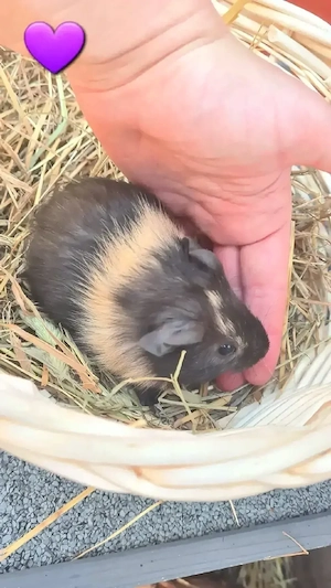 Meerschweinchen, Meerschweinchenweibchen 