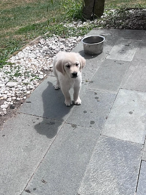 Golden Retriever Labrador Welpen 