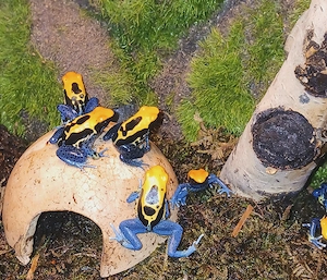 Dendrobates tinctorius brasilianer 