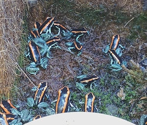 Phyllobates vittatus 