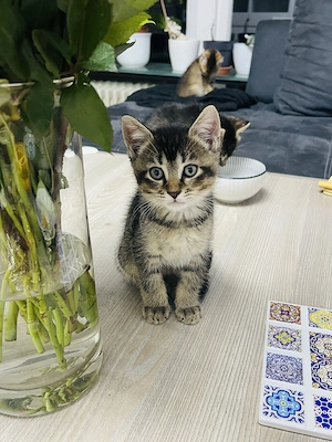Süße Maine Coon Mix Kitten suchen ein neues Zuhause