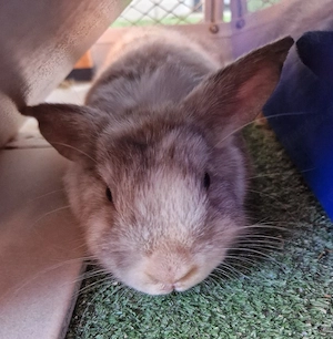 Löwenköpfchen Löwenkopf Zwergkaninchen Kaninchen Mini-Lop