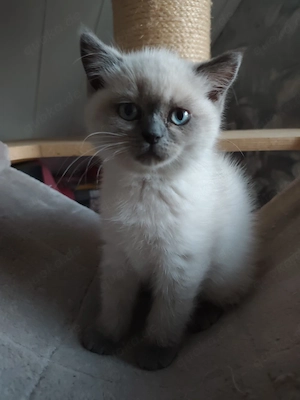 BKH Kitten 