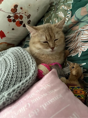süsse BKH Katze zu verkaufen