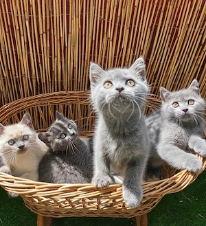 BKH Kitten Abgabebereit