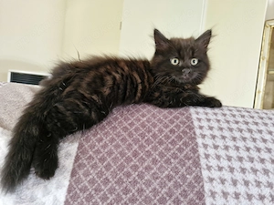 Bkh Blh Babykater