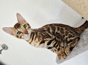 Supersüße reinrassige Bengal Kittens 