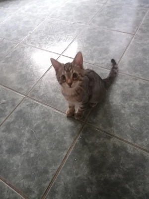 Main coon Mix Katerchen 