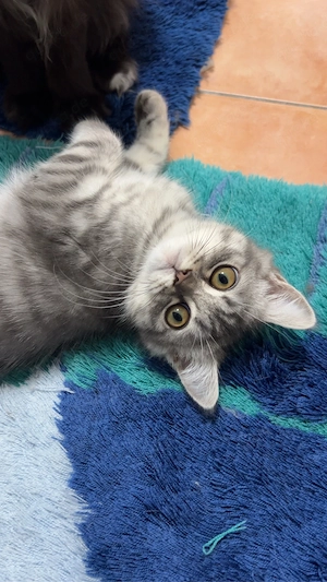 BKH Kater 3Monate, sucht ein liebevolles neues Zuhause