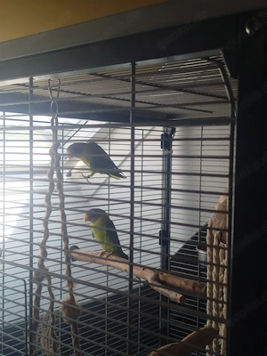 1.1 Pflaumenkopfsittiche Paar 2025 Papagei Vogel Sittiche