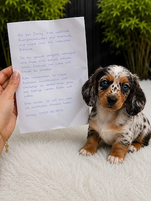 Unsere kleinen Zwergdackel-Schätze wurden am 1. Juni geboren und gedeihen seither prächtig.